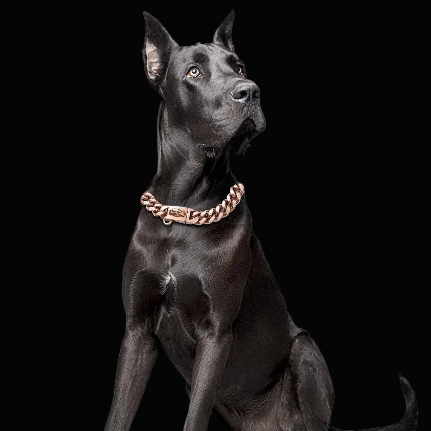 Stainless Steel Top Dawg Cuban Luxury Dog Chain